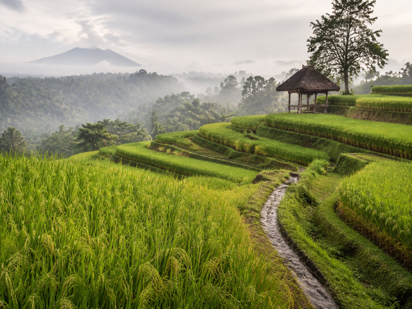 Layered green rice terraces and an irrigation path in Bali